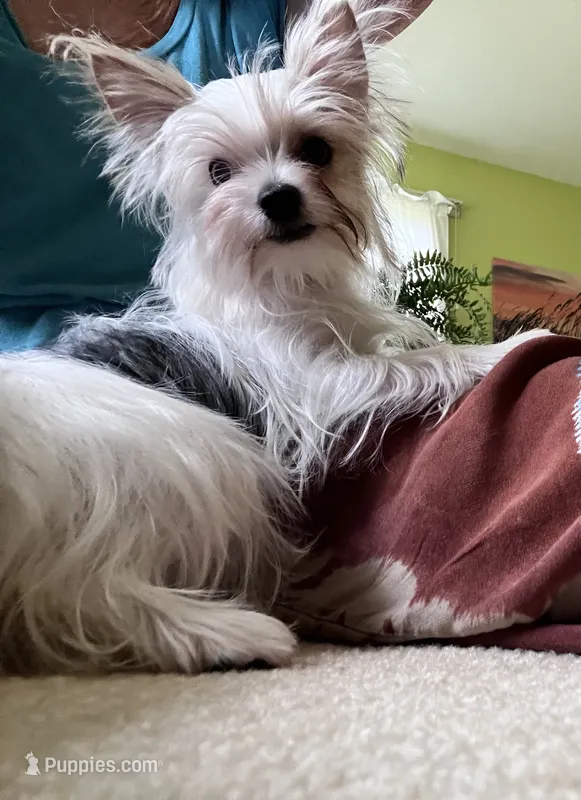 Mel  – Yorkshire Terrier puppy for sale in Greeneville, TN