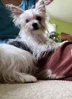 Mel pending , a female Yorkshire Terrier for sale in Greeneville, TN – 1 of 6