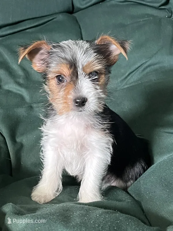 Phobe  – Yorkshire Terrier puppy for sale in Greeneville, TN
