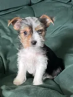 Chloe, a female Yorkshire Terrier for sale in Greeneville, TN – 2 of 5