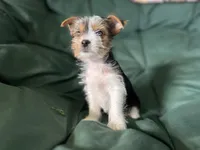 Chloe, a female Yorkshire Terrier for sale in Greeneville, TN – 4 of 5