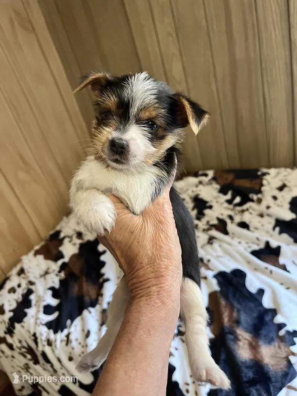 Phobe  – Yorkshire Terrier puppy for sale in Greeneville, TN