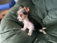 Chloe, a female Yorkshire Terrier for sale in Greeneville, TN – 3 of 5