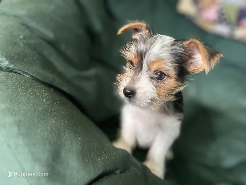 Chloe – Yorkshire Terrier puppy for sale in Greeneville, TN