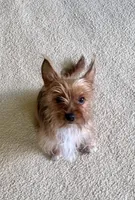 Gigi, a female Yorkshire Terrier for sale in Greeneville, TN – 3 of 5