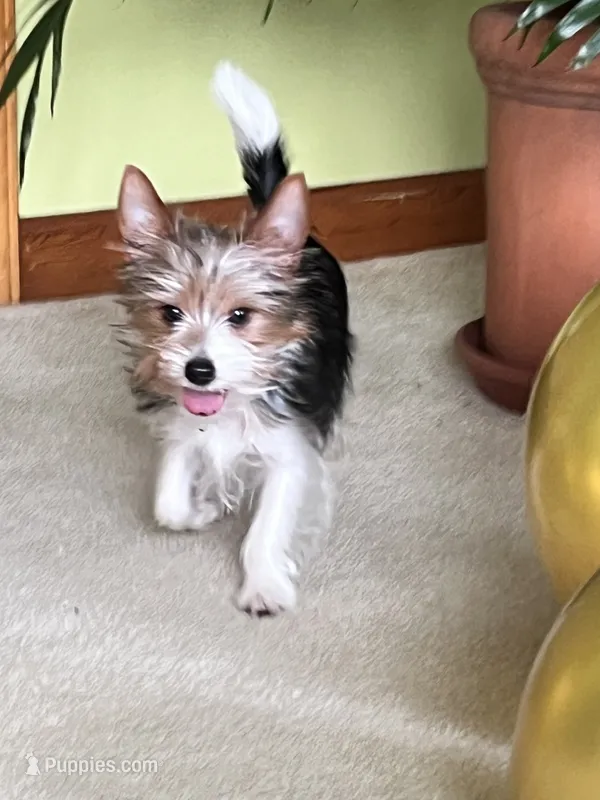 Chloe  – Yorkshire Terrier puppy for sale in Greeneville, TN