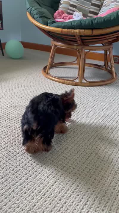 Remi ON HOLD , a male Yorkshire Terrier for sale in Greeneville, TN – 8 of 8