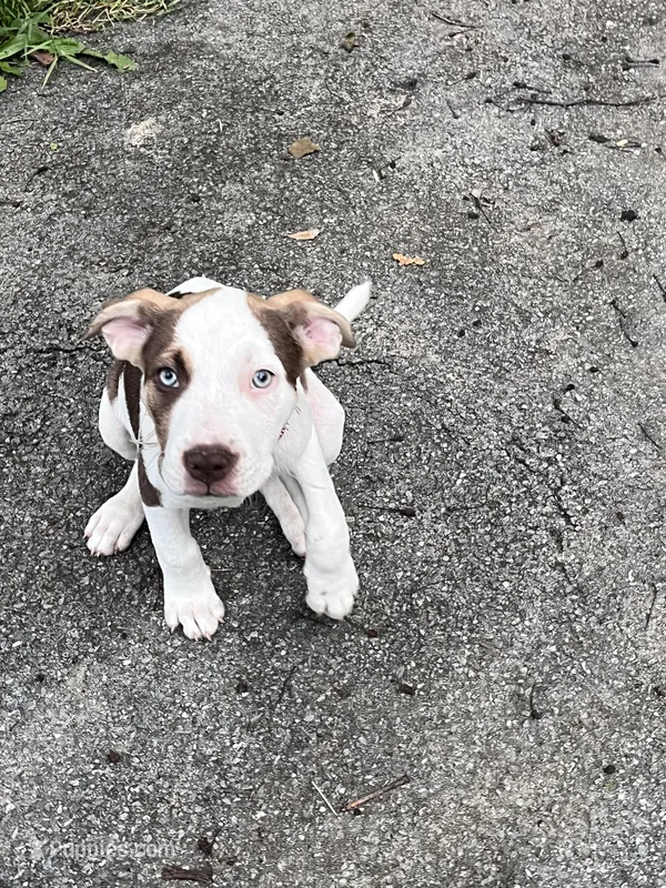Princess  – American Pit Bull Terrier puppy for sale in Greeneville, TN
