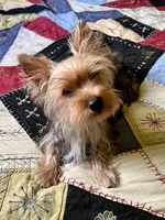 Flash, a male Yorkshire Terrier for sale in Greeneville, TN – 3 of 8
