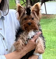 Remi , a male Yorkshire Terrier for sale in Greeneville, TN – 1 of 7