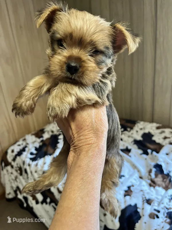 Petey – Yorkshire Terrier puppy for sale in Greeneville, TN