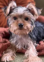 Jules, a female Yorkshire Terrier for sale in Greeneville, TN – 9 of 10