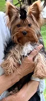 Remi , a male Yorkshire Terrier for sale in Greeneville, TN – 7 of 7