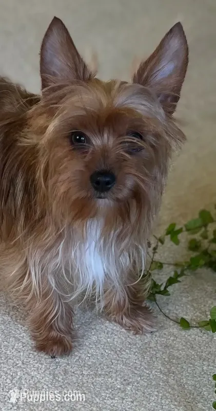 Gaga – Yorkshire Terrier puppy for sale in Greeneville, TN