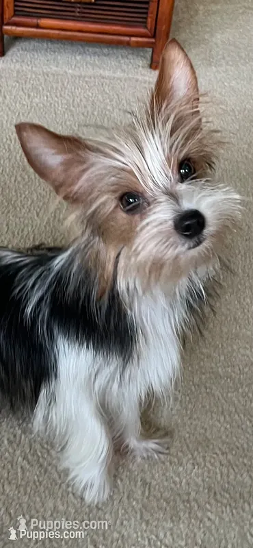 Chloe 🐾  – Yorkshire Terrier puppy for sale in Greeneville, TN