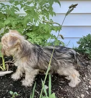 Hershey Kisses, a male Yorkshire Terrier for sale in Greeneville, TN – 1 of 6