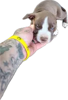 Sheree, a female American Pit Bull Terrier for sale in Greeneville, TN – 5 of 8