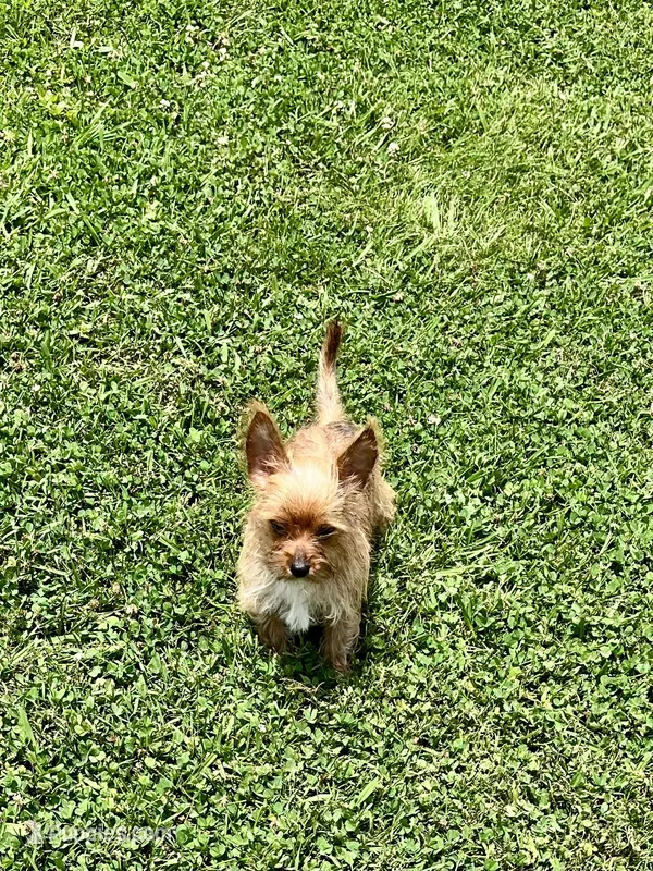 Itsy  – Yorkshire Terrier puppy for sale in Greeneville, TN