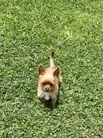 Itsy , a female Yorkshire Terrier for sale in Greeneville, TN – 1 of 3