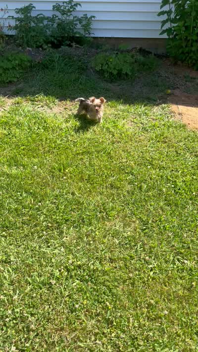 Hershey Kisses, a male Yorkshire Terrier for sale in Greeneville, TN – 6 of 6