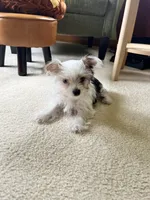 Melania, a female Yorkshire Terrier for sale in Greeneville, TN – 6 of 6