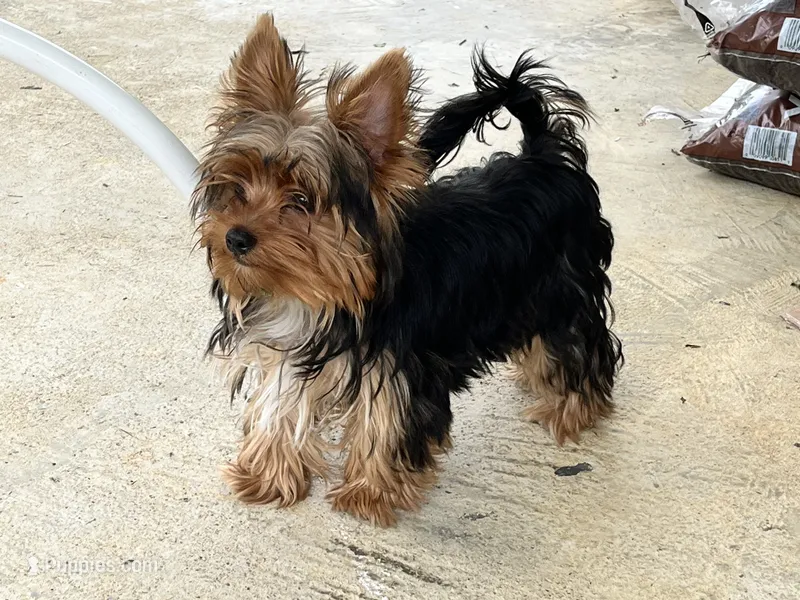 🐾 Remi 🐾  – Yorkshire Terrier puppy for sale in Greeneville, TN