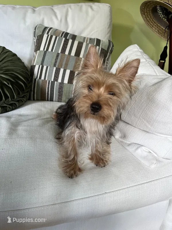 Max – Yorkshire Terrier puppy for sale in Greeneville, TN
