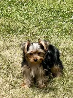 Jules, a female Yorkshire Terrier for sale in Greeneville, TN – 2 of 10