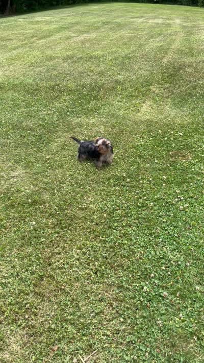 Jules, a female Yorkshire Terrier for sale in Greeneville, TN – 10 of 10