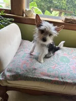 Stella 🐾 , a female Yorkshire Terrier for sale in Greeneville, TN – 6 of 7