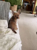 Goldie, a female Yorkshire Terrier for sale in Greeneville, TN – 3 of 7