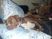 Daisy, a female American Pit Bull Terrier for sale in Greeneville, TN – 8 of 8