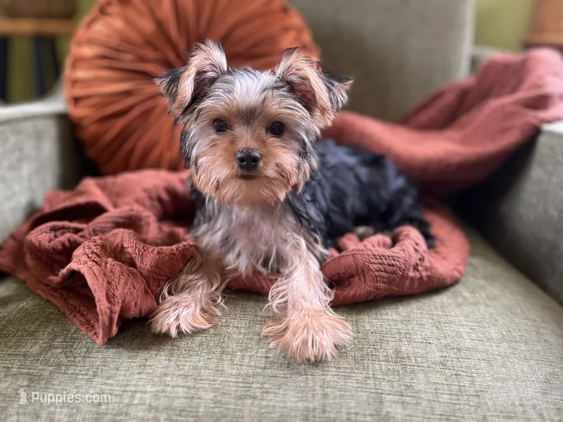 Jules – Yorkshire Terrier puppy for sale in Greeneville, TN