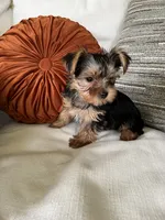 Jules, a female Yorkshire Terrier for sale in Greeneville, TN – 6 of 10