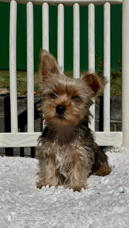 Peanut Butter – Yorkshire Terrier puppy for sale in Greeneville, TN