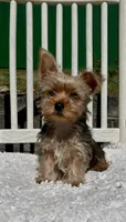 Max, a male Yorkshire Terrier for sale in Greeneville, TN – 1 of 5