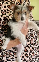 Chloe Dee, a female Yorkshire Terrier for sale in Greeneville, TN – 3 of 7