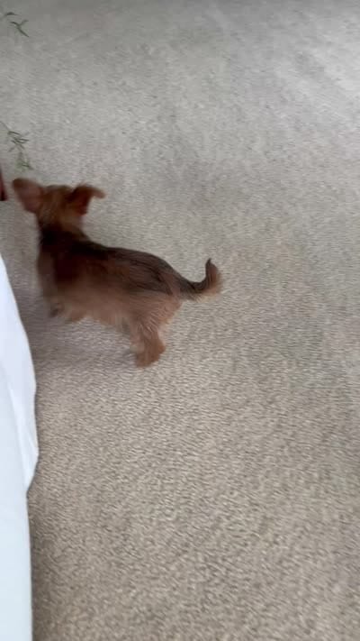 Feisty Girl…, a female Yorkshire Terrier for sale in Greeneville, TN – 6 of 6