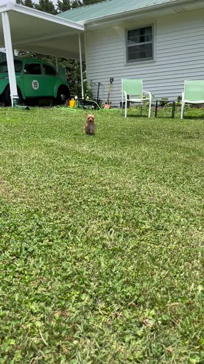 Itsy , a female Yorkshire Terrier for sale in Greeneville, TN – 3 of 3