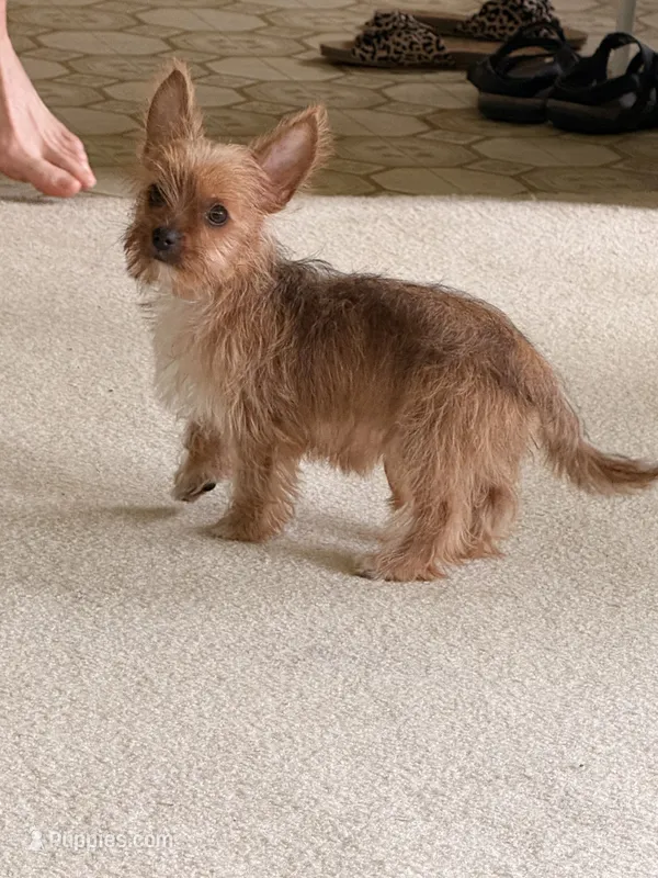 Itsy  – Yorkshire Terrier puppy for sale in Greeneville, TN