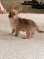 Goldie, a female Yorkshire Terrier for sale in Greeneville, TN – 2 of 7