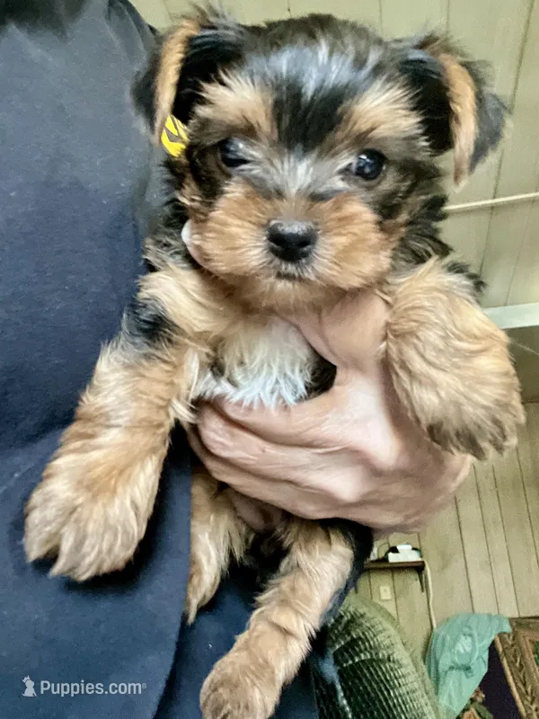 Jules – Yorkshire Terrier puppy for sale in Greeneville, TN
