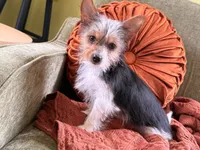 Chloe , a female Yorkshire Terrier for sale in Greeneville, TN – 7 of 7