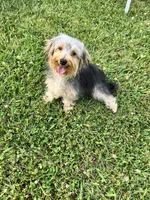 Sweet girl ❤️ Neytiri, a female Morkie for sale in Greeneville, TN – 8 of 8