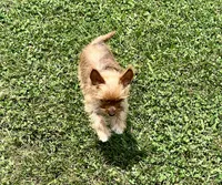 Itsy , a female Yorkshire Terrier for sale in Greeneville, TN – 2 of 3