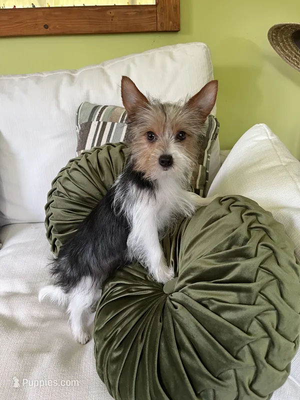 Chloe  – Yorkshire Terrier puppy for sale in Greeneville, TN