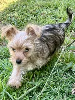 Hershey Kisses, a male Yorkshire Terrier for sale in Greeneville, TN – 2 of 6