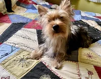 Flash, a male Yorkshire Terrier for sale in Greeneville, TN – 1 of 8