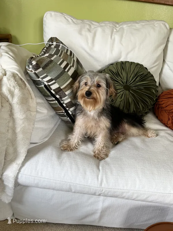Sweet girl ❤️ Neytiri – Morkie puppy for sale in Greeneville, TN