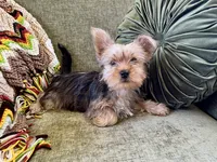 Max, a male Yorkshire Terrier for sale in Greeneville, TN – 4 of 5
